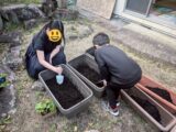 夏野菜のころりん菜園